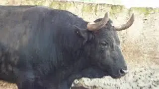 Rancho LA PEÑA MERIDA YUC.