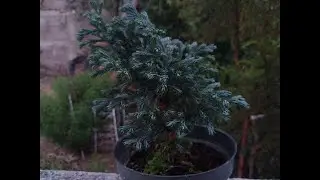 me compre un arbolito :3