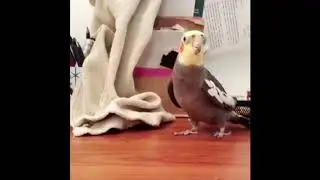 Birb Does A Song.mp4