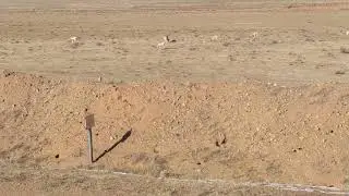 Сайгаки в Гоби