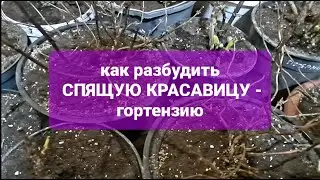 Как разбудить спящую красавицу - крупнолистную гортензию.