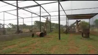 When a Black Leopard sees his favorite zookeeper - SuratNow
