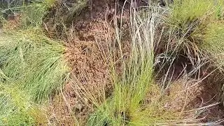 Алга Каракалпакстан. Нукус. Тағы да белгисиз мола тауылды 😲