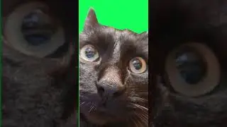 Футаж 