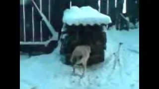 Ужас!!! Слабонервным не смотреть. 18+