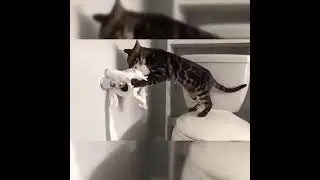 Funniest Cats   Don't try to hold back Laughter   Funny Cats Life