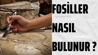 How to Find Fossils