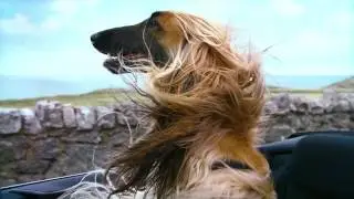 Volkswagen Woofwagen dogs advert 2013 HD
