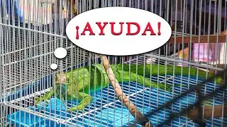 El mercado de kota kinabalu es desesperanzador...