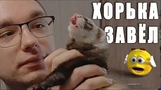 Мой УНИКАЛЬНЫЙ видеоблог - ХОРЁК!