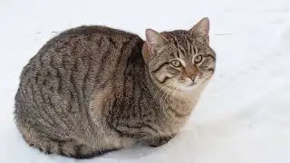 Гуляем мимо сугробов с Моисеем и его сыном Ванюшкой.🐱🐈