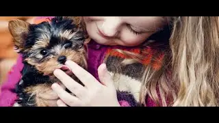 ¿Cuidados a un Yorkshire de 11 meses? #perros #yorkshire #veterinaria