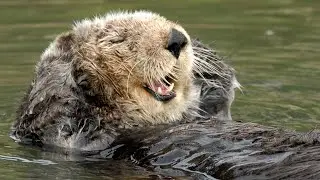 Put the rest of your day on ottermatic with the Sea Otter Cam! | Monterey Bay Aquarium Live Cam