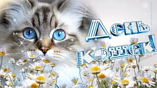 С Днем кошек! Красивое поздравление с международным Днем кошек
