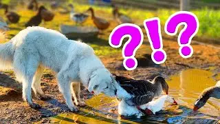 Teaching a Dog About the Birds and Bees