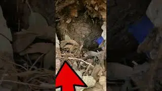 DUENDE REAL se MUESTRA ante los HUMANOS por primera vez 55 | Laguna Negra