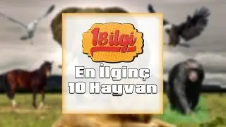 EN İLGİNÇ 10 HAYVAN [HD]