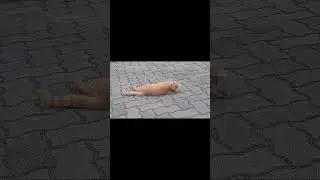 Holdacska Cicám  24. 08. 30. #cat #macska #cicak #animal #katze #shorts #shortvideo #youtube