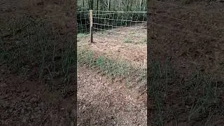 come sono le cipolle che abbiamo messo a dimora nel video di ieri sera 👍🥰