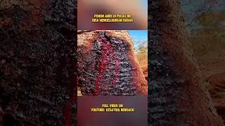 POHON ANEH YG BISA MENGELUARKAN D4R44H #shorts #shortvideo