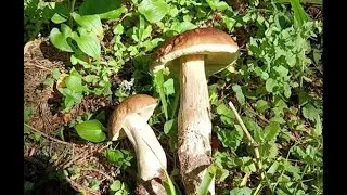 Белые еловые - начало нового слоя?  Дальний ельник 26.07.2024