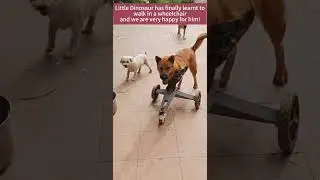 Little Dinosaur has finally learnt to walk in a wheelchair and we are very happy for him!