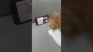cute cat dance #shorts