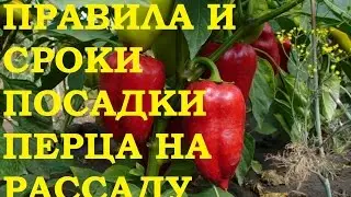 Рассада перца. Правила и сроки посадки.