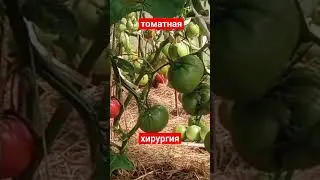 что и когда надо купировать у томатов и для чего это нам надо. сад и огород.