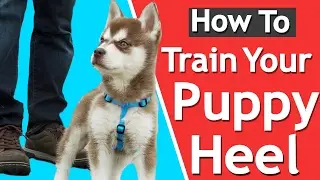 How To Teach your Puppy to Heel