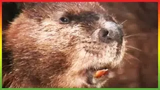 🐒 Zoboomafoo 112 - Homes | Animal shows for kids | Full Episodes | HD 🐒