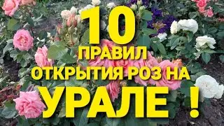 Мой опыт открытия роз после зимы на Урале! 