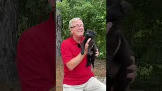 You NEED to Know This When Crate Training Your German Shepherd!