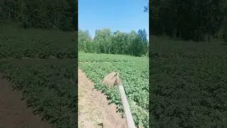 Всем, кто на картофане - держитесь...