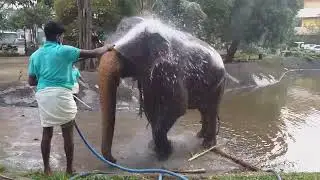Colombo Nawam Perahara 2022 elephants getting quick bath before dressing - Part 2