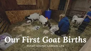Our First Goat Kidding - Two Mamas at the same time!!
