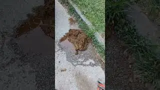 Full of Shit! Literally.