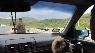 Sheeps on the road in Armenia | Owce na drodze w Armenii