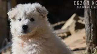 Nati i cani anti - lupo i piccoli pastori abruzzesi italiani (Video)
