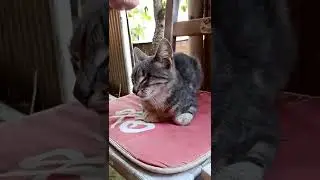 Кошка без глаза