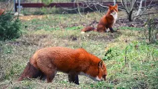[English subtitles] All the Foxes Are Together