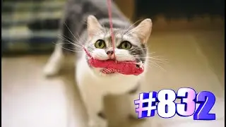 Минутка позитива с котами💋💝😻🐾