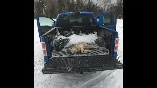 coyote hunt- foxpro Foxbang saves the day