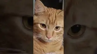 Просто рыжий кот