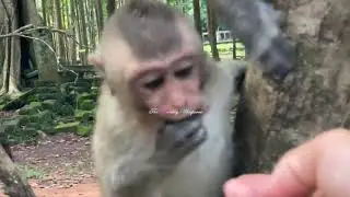Who wears lipstick to monkey Rainbow or by herself? The love of old male monkey with young female