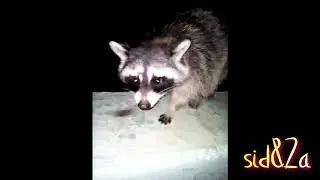 Feeding the raccoons