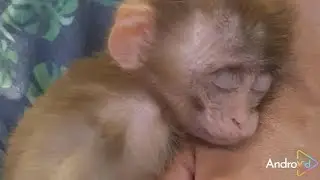 The method of diapering and biten collar for baby monkey