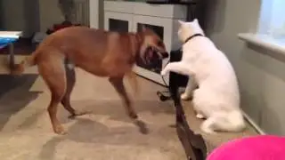 Best of friends.