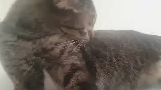 ASMR Cat Grooming So Relaxing