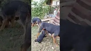 Şenyayla köpek besleme #muğla #satılık
